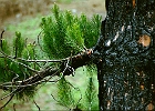 Verkohlte Kiefernbaumrind ein Jahr nach dem Brand